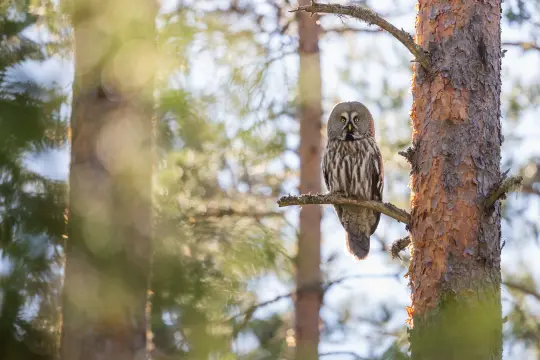 Bilde av ei ugle som sitter i et tre.