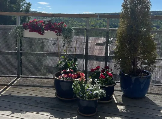 Viser bilde av potter med blomster ved Langelandhjemmet.