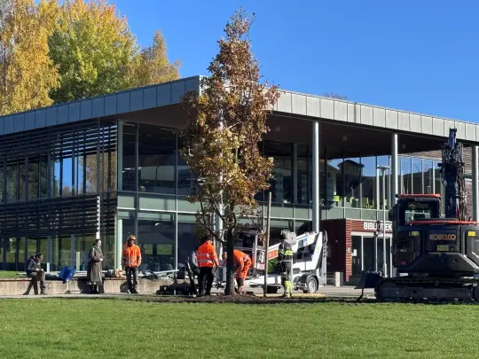Bilde tatt ved beplantning av et nytt eiketre i Byparken.