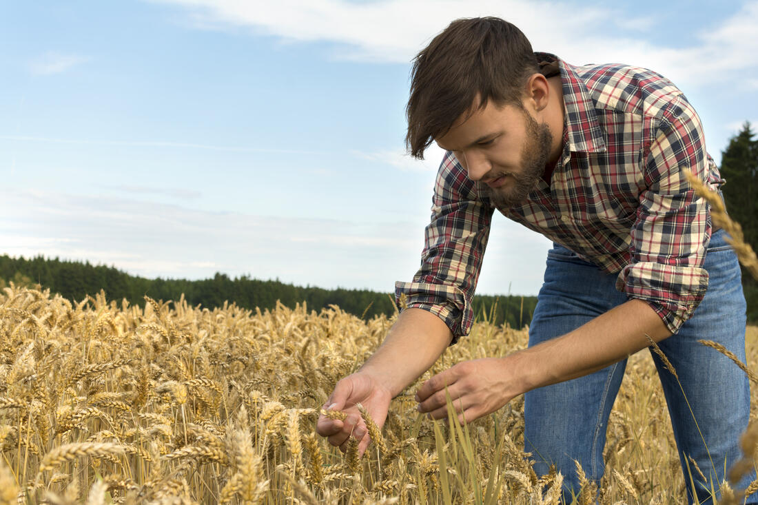 Mann som står i åkeren og ser på kornet sitt.